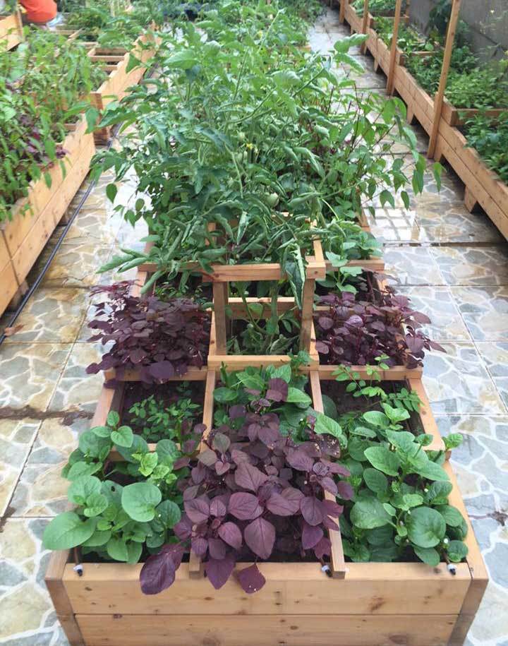 vườn rau sạch, trồng rau sạch, trồng rau trên sân thượng