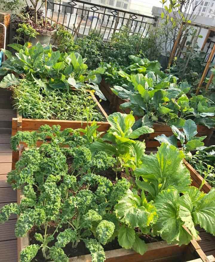 vườn rau sạch, trồng rau sạch, trồng rau trên sân thượng