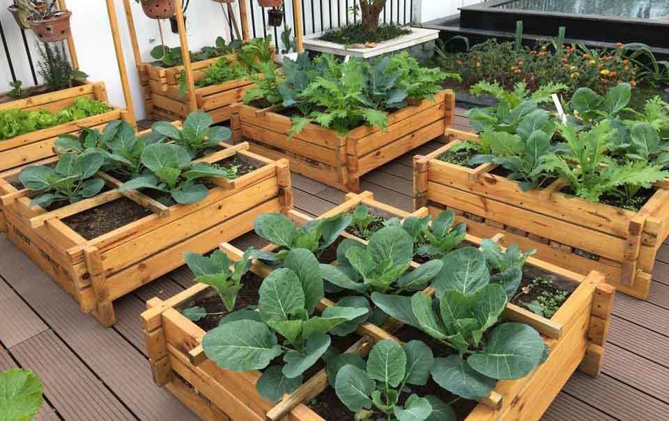 vườn rau sạch, trồng rau sạch, trồng rau trên sân thượng