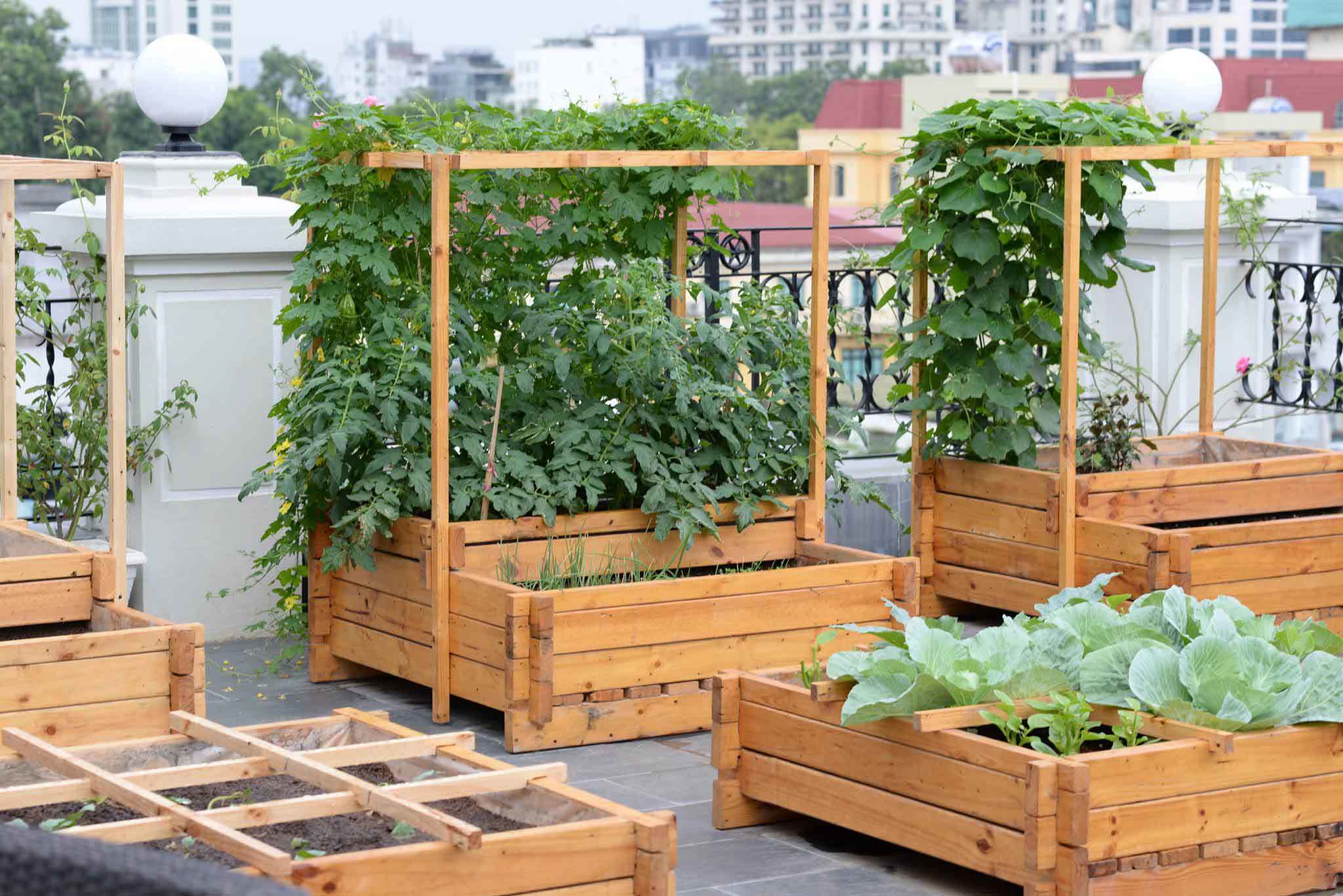 vườn rau sạch, trồng rau sạch, trồng rau trên sân thượng