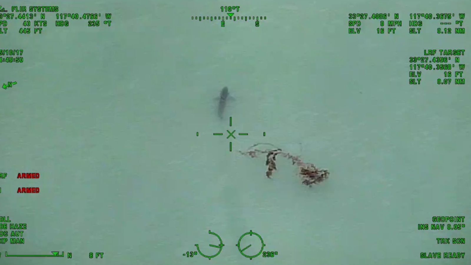 Đàn cá mập trắng bơi sát bờ biển California