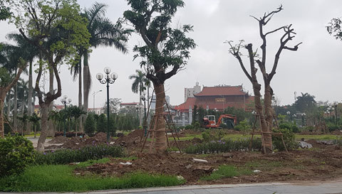 Thái Bình trồng lại cây xanh vườn hoa sau khi di dời hàng loạt
