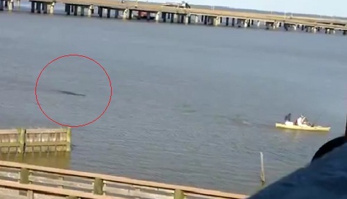 10 clip 'nóng': Cá sấu giận dữ truy đuổi người chèo thuyền