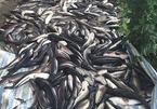 Cá lóc của người dân chết hàng loạt nghi do bị đầu độc