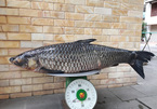 Câu được cá trắm đen nặng 41 kg, bán với giá 45 triệu đồng