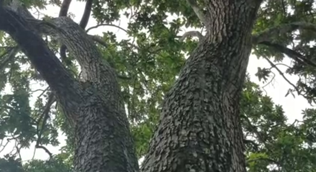 Cây bơ 'vàng' 40 năm tuổi, mỗi năm cho thu 200 triệu