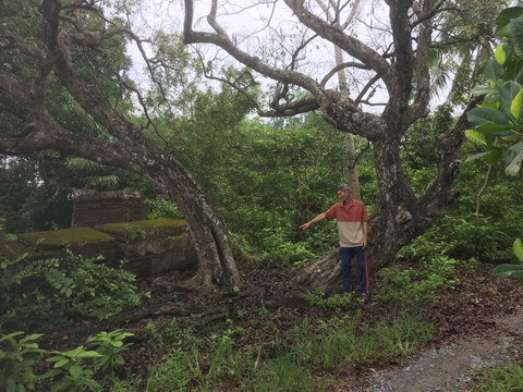 cây thị, mộ cổ, Tiền Giang, Nguyễn Ánh