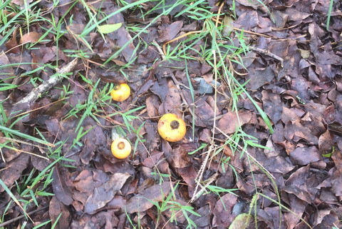 cây thị, mộ cổ, Tiền Giang, Nguyễn Ánh