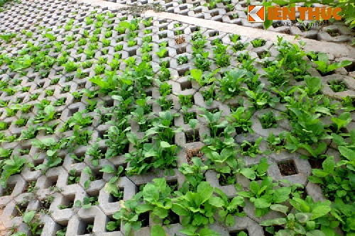 Ngắm vườn rau xanh mướt của dân Hà Nội trên taluy đường nghìn tỷ