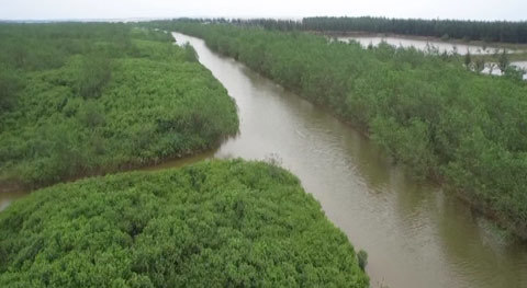 Thái Bình xin di dời 150ha rừng làm dịch vụ