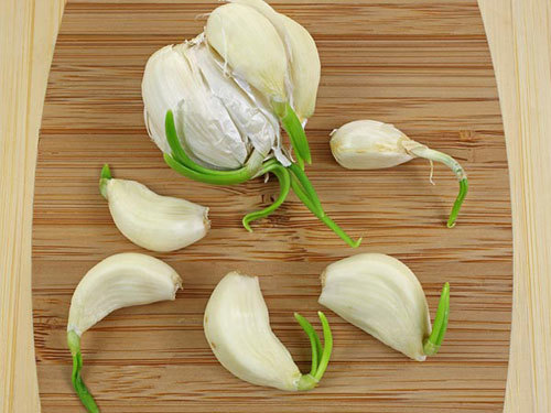 Công dụng bất ngờ của tỏi mọc mầm