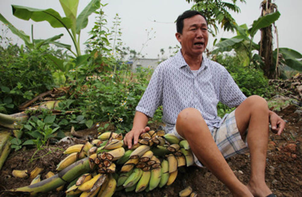 Công an thông tin vụ hàng nghìn cây chuối bị giang hồ chặt phá