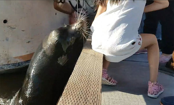 Hoảng hốt thấy sư tử biển lôi thốc bé gái xuống nước