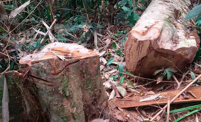 Lệnh hỏa tốc, kiểm tra vụ phá rừng nguyên sinh VietNamNet nêu