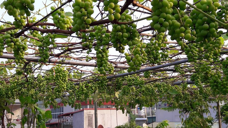 'Siêu nông dân ruộng bê tông': 35m2 sân thượng thu 2 tạ nho