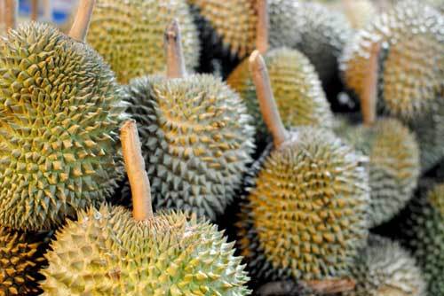 Sầu riêng mini sốt khắp chợ: Nghi ngờ nguồn gốc