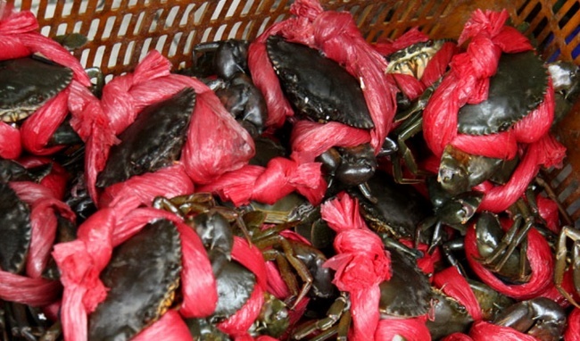 Phạt 3 du khách Trung Quốc đến Việt Nam thu mua cua