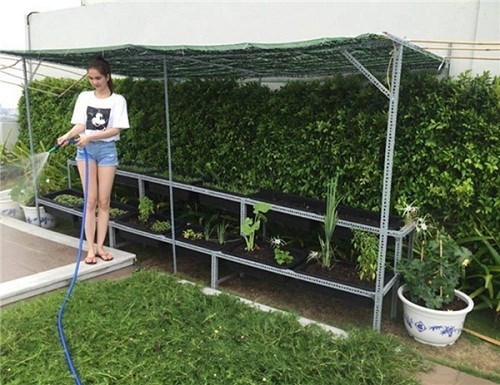 Mướt mắt vườn rau sạch trong biệt thự của các sao Việt