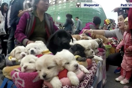 Cảnh bán chó con như thú bông gây tranh cãi trên mạng