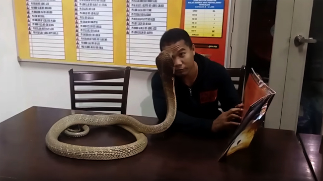 Người đàn ông có thể đọc sách, chơi bóng với rắn độc hổ mang chúa