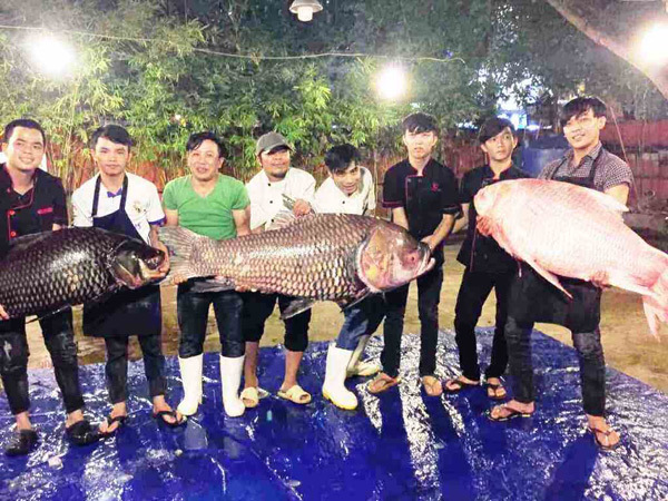 Bộ ba cá hô 'khủng' màu hồng, vàng, đen từ Campuchia về Sài Gòn