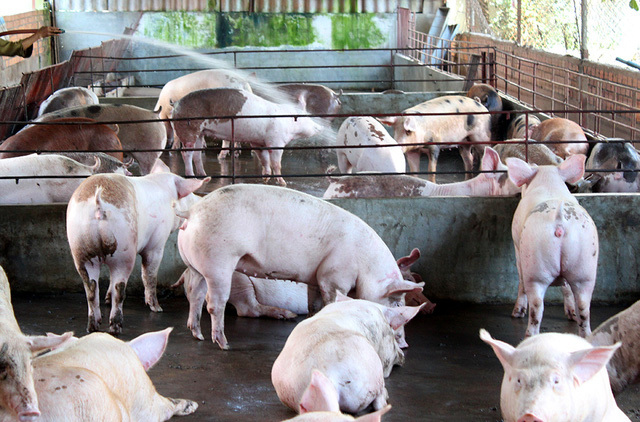 Trung Quốc chưa đồng ý nhập khẩu thịt lợn của Việt Nam