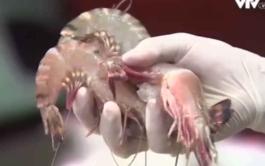 Tôm được 'vỗ béo' bằng cách ghê rợn