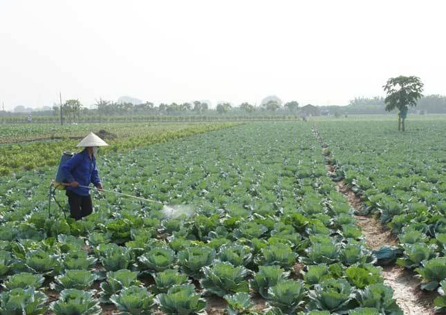 Việt Nam nhập hơn 200 triệu USD thuốc trừ sâu Trung Quốc