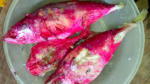 Hà Tĩnh kết luận vụ cá kho để qua đêm chuyển màu đỏ