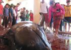 Cá voi mang thai lụy bờ, ngư dân chôn cất chu đáo