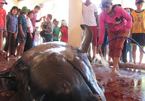 Cá voi mang thai lụy bờ, ngư dân chôn cất chu đáo