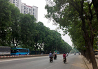 Hơn 1.300 cây xanh trước giờ 'khai tử' ở Hà Nội