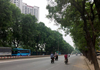 Hơn 1.300 cây xanh trước giờ 'khai tử' ở Hà Nội