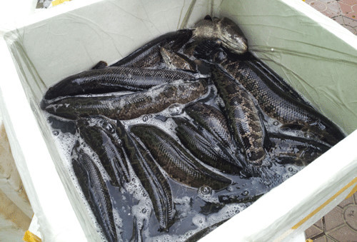 Cá Trung Quốc ‘ngậm’ hóa chất kích thích bán tại Việt Nam