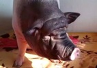 Bị buộc chuyển nhà 6 lần vì nuôi lợn 150kg làm thú cưng