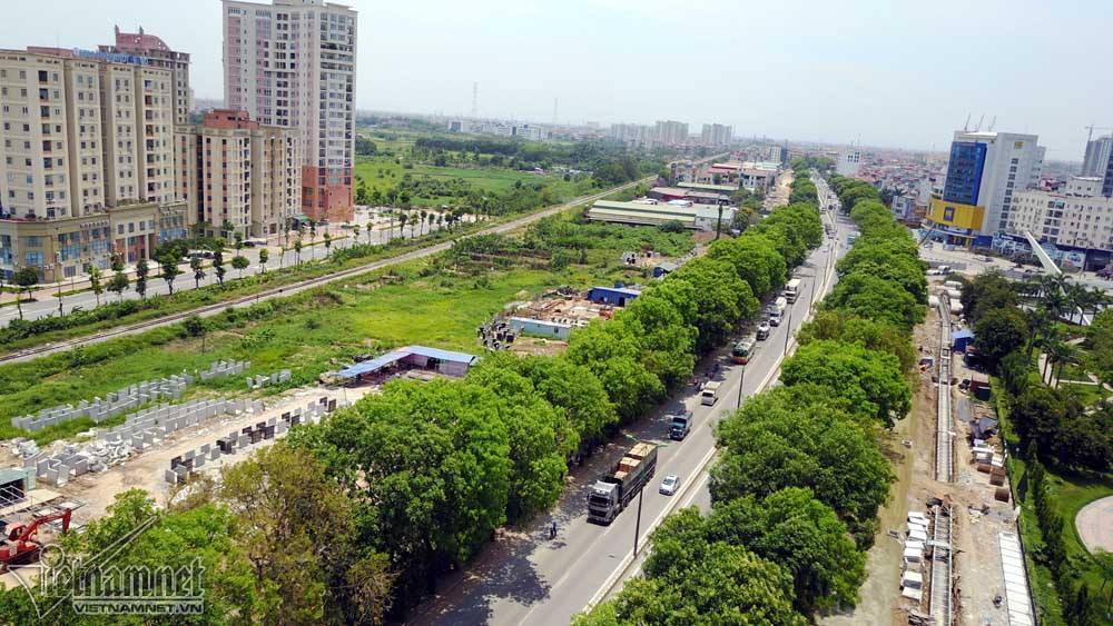 Hàng cổ thụ 30 năm tuổi trước ngày chặt hạ để làm đường