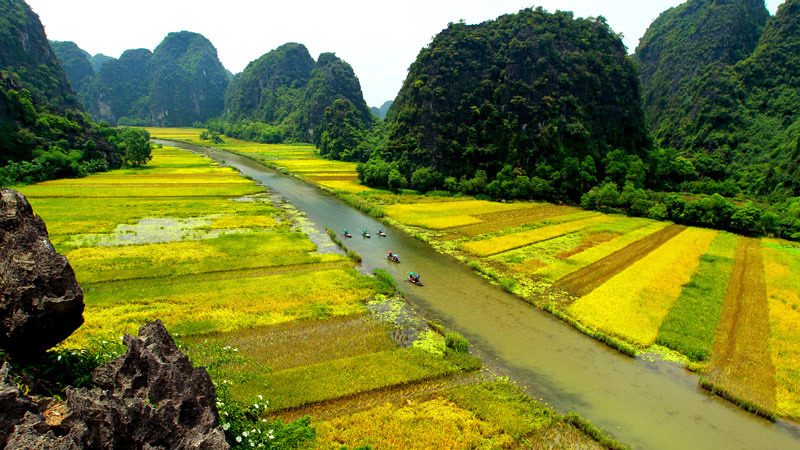 Khách Tây ngỡ ngàng trước vẻ đẹp Tam Cốc mùa lúa chín