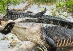 Cá sấu khổng lồ truy sát nuốt chửng đồng loại giữa đầm lầy