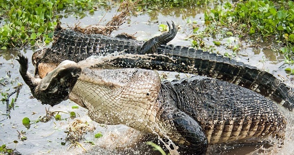 Cá sấu khổng lồ truy sát nuốt chửng đồng loại giữa đầm lầy