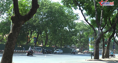 Sự thật dưới hàng xà cừ sắp bị di dời đường Phạm Văn Đồng