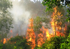 Cháy 13 ha rừng tại vườn quốc gia Tam Đảo