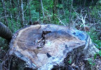 Chở thuê tang vật cho công an, chặt luôn gỗ trong khu bảo tồn