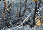 Rừng Sóc Sơn trơ trụi sau vụ cháy lịch sử