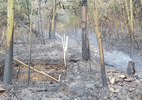 Cháy rừng Sóc Sơn: Nghi vấn đầu tiên