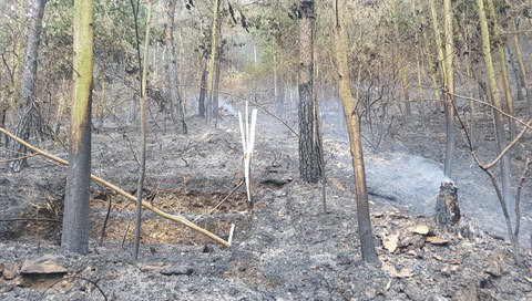 Cháy rừng Sóc Sơn: Nghi vấn đầu tiên