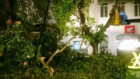 Cây đổ giữa Hà Nội, 2 người bị thương