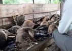 Hy hữu: Chập điện giật chết 16 con bò của một nhà