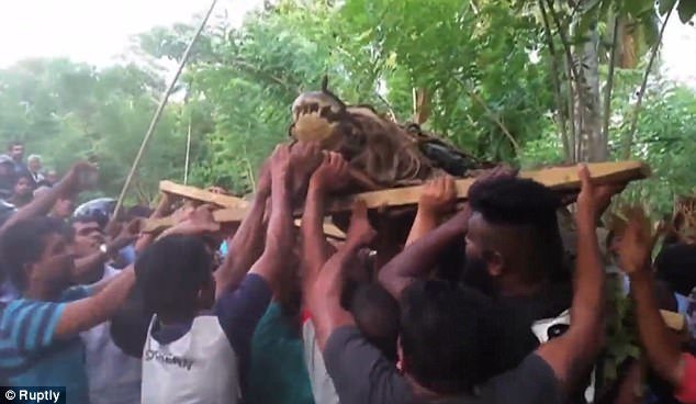 Bắt được cá sấu khổng lồ, 30 người khiêng không xuể