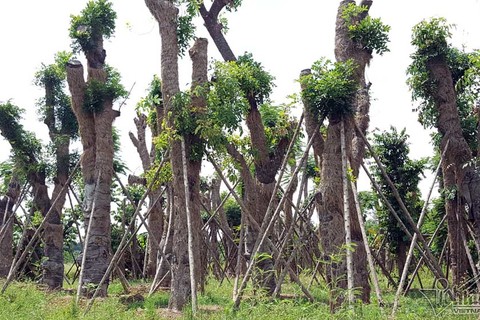 vườn ươm Gia Lâm