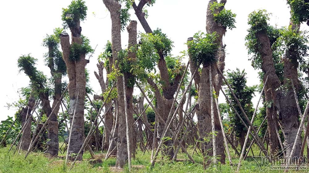 vườn ươm Gia Lâm